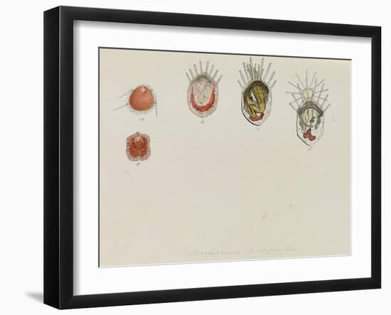 Development of Lepralia: Bryozoan-Philip Henry Gosse-Framed Giclee Print