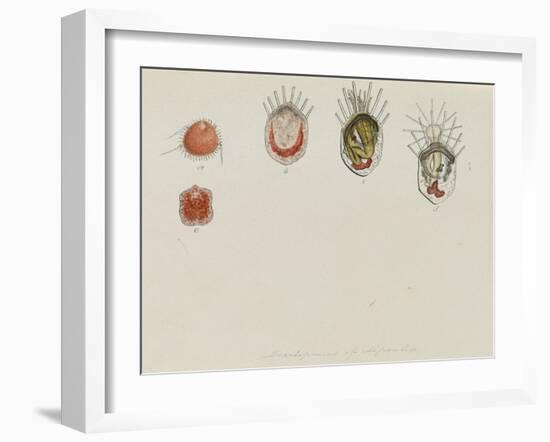 Development of Lepralia: Bryozoan-Philip Henry Gosse-Framed Giclee Print