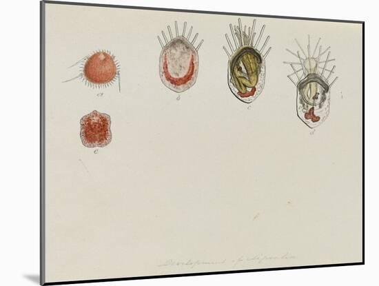 Development of Lepralia: Bryozoan-Philip Henry Gosse-Mounted Giclee Print