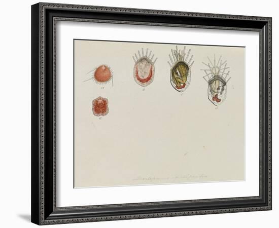 Development of Lepralia: Bryozoan-Philip Henry Gosse-Framed Giclee Print