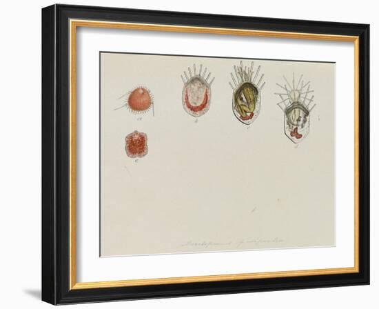 Development of Lepralia: Bryozoan-Philip Henry Gosse-Framed Giclee Print