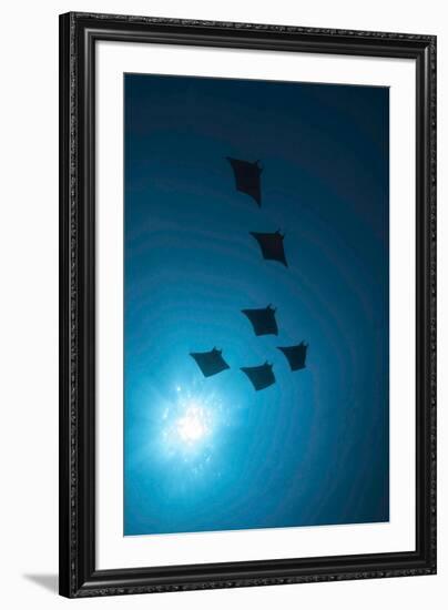 Devil Rays (Mobula Japonica) Viewed From Below, South Ari Atoll, Maldives-Michael Pitts-Framed Photographic Print