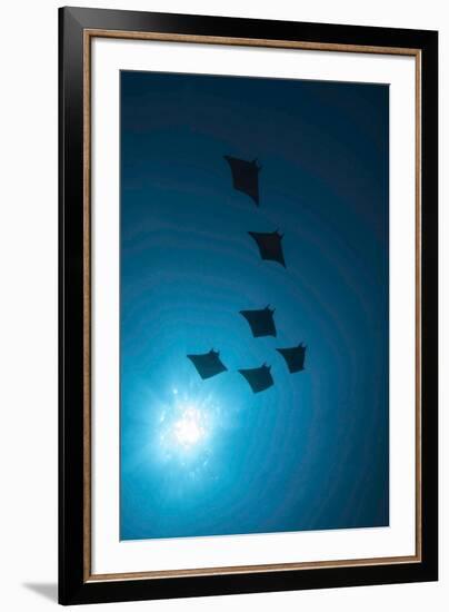 Devil Rays (Mobula Japonica) Viewed From Below, South Ari Atoll, Maldives-Michael Pitts-Framed Photographic Print