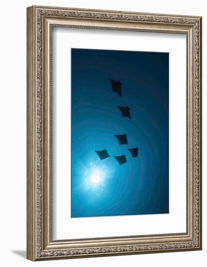 Devil Rays (Mobula Japonica) Viewed From Below, South Ari Atoll, Maldives-Michael Pitts-Framed Photographic Print