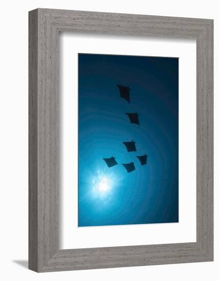 Devil Rays (Mobula Japonica) Viewed From Below, South Ari Atoll, Maldives-Michael Pitts-Framed Photographic Print