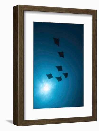 Devil Rays (Mobula Japonica) Viewed From Below, South Ari Atoll, Maldives-Michael Pitts-Framed Photographic Print