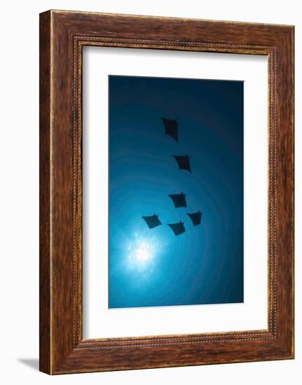 Devil Rays (Mobula Japonica) Viewed From Below, South Ari Atoll, Maldives-Michael Pitts-Framed Photographic Print