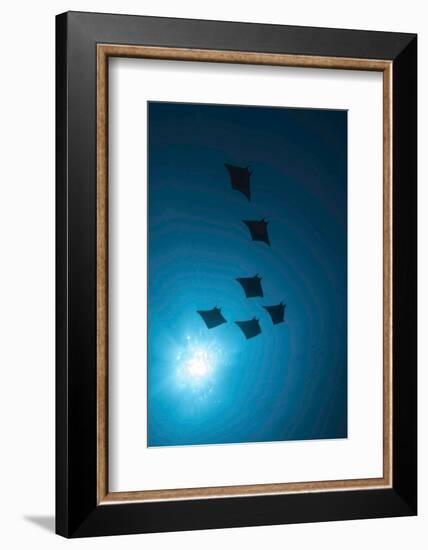 Devil Rays (Mobula Japonica) Viewed From Below, South Ari Atoll, Maldives-Michael Pitts-Framed Photographic Print