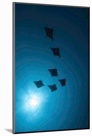 Devil Rays (Mobula Japonica) Viewed From Below, South Ari Atoll, Maldives-Michael Pitts-Mounted Photographic Print