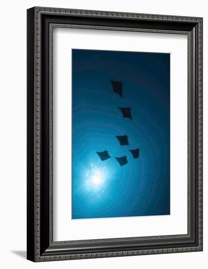 Devil Rays (Mobula Japonica) Viewed From Below, South Ari Atoll, Maldives-Michael Pitts-Framed Photographic Print