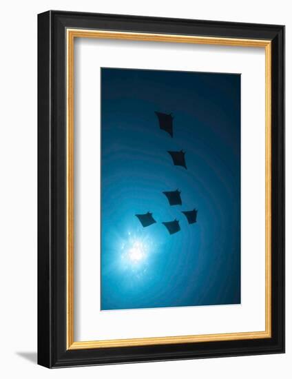 Devil Rays (Mobula Japonica) Viewed From Below, South Ari Atoll, Maldives-Michael Pitts-Framed Photographic Print