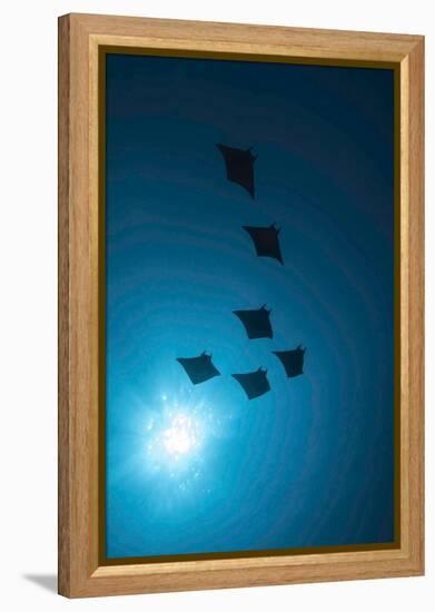 Devil Rays (Mobula Japonica) Viewed From Below, South Ari Atoll, Maldives-Michael Pitts-Framed Premier Image Canvas