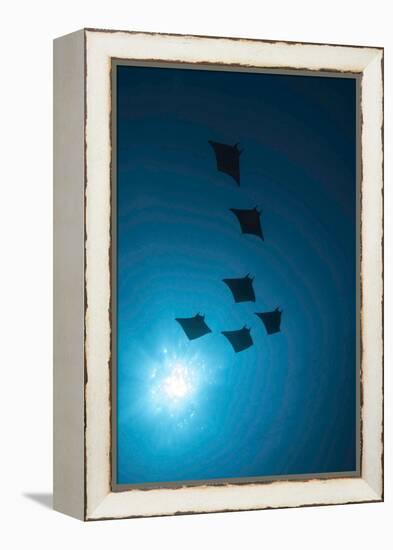 Devil Rays (Mobula Japonica) Viewed From Below, South Ari Atoll, Maldives-Michael Pitts-Framed Premier Image Canvas