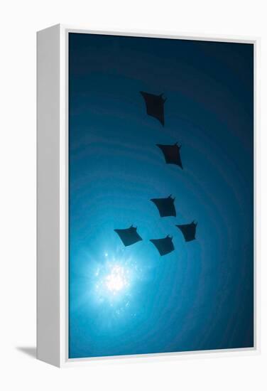 Devil Rays (Mobula Japonica) Viewed From Below, South Ari Atoll, Maldives-Michael Pitts-Framed Premier Image Canvas