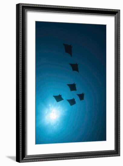 Devil Rays (Mobula Japonica) Viewed From Below, South Ari Atoll, Maldives-Michael Pitts-Framed Photographic Print