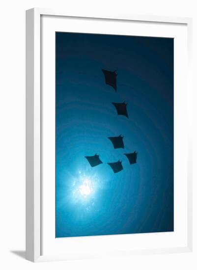 Devil Rays (Mobula Japonica) Viewed From Below, South Ari Atoll, Maldives-Michael Pitts-Framed Photographic Print