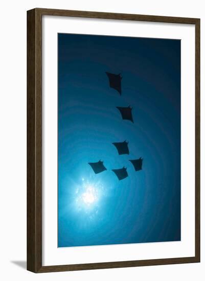 Devil Rays (Mobula Japonica) Viewed From Below, South Ari Atoll, Maldives-Michael Pitts-Framed Photographic Print