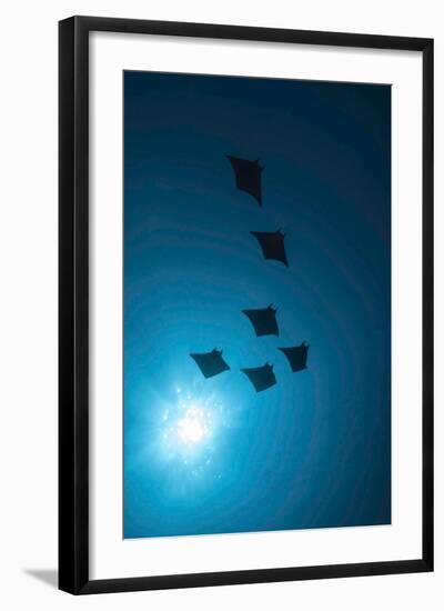 Devil Rays (Mobula Japonica) Viewed From Below, South Ari Atoll, Maldives-Michael Pitts-Framed Photographic Print