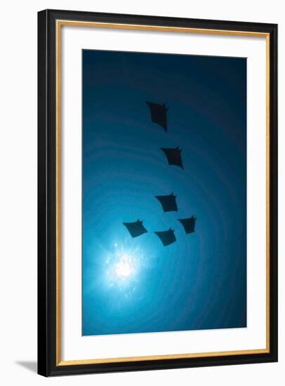 Devil Rays (Mobula Japonica) Viewed From Below, South Ari Atoll, Maldives-Michael Pitts-Framed Photographic Print