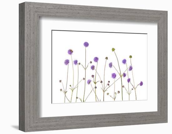 Devil's-bit scabious Peak District National Park, UK-Alex Hyde-Framed Photographic Print