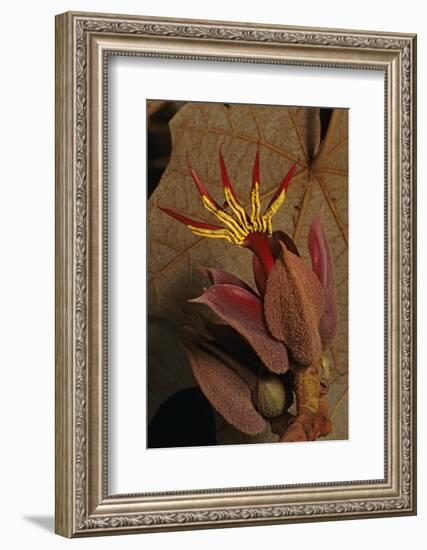 Devil's hand Tree flower, Sierra Madre del Sur, Mexico-Claudio Contreras-Framed Photographic Print