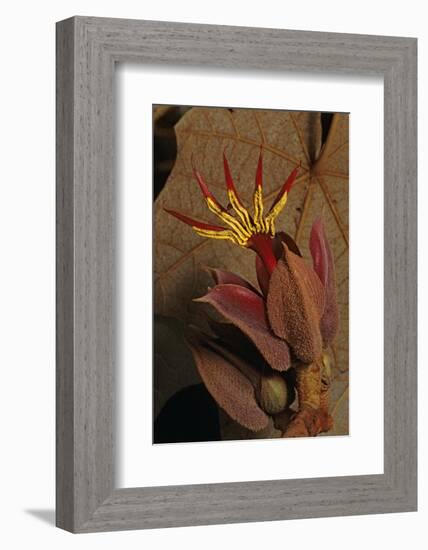 Devil's hand Tree flower, Sierra Madre del Sur, Mexico-Claudio Contreras-Framed Photographic Print