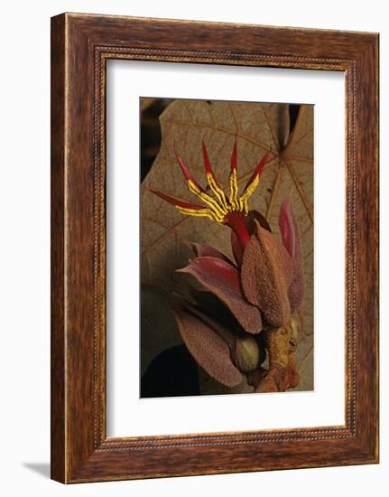 Devil's hand Tree flower, Sierra Madre del Sur, Mexico-Claudio Contreras-Framed Photographic Print