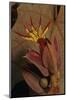 Devil's hand Tree flower, Sierra Madre del Sur, Mexico-Claudio Contreras-Mounted Photographic Print