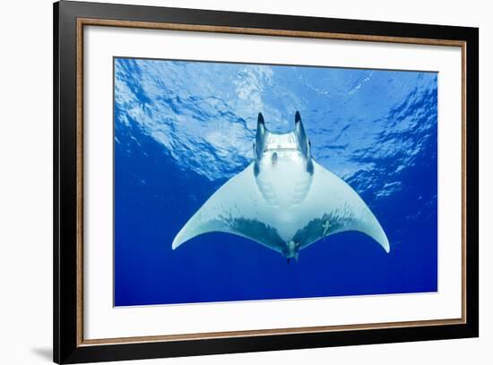 Devilray (Mobula Tarapacana) Swimming Near the Surface with Remoras-Franco Banfi-Framed Photographic Print