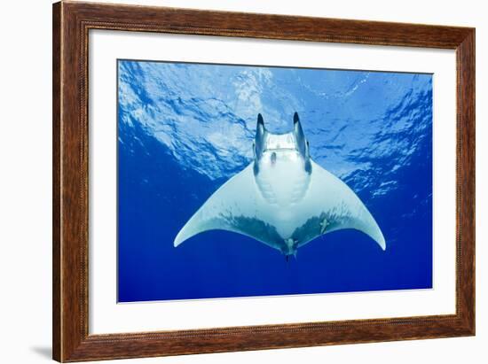 Devilray (Mobula Tarapacana) Swimming Near the Surface with Remoras-Franco Banfi-Framed Photographic Print