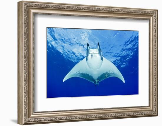 Devilray (Mobula Tarapacana) Swimming Near the Surface with Remoras-Franco Banfi-Framed Photographic Print