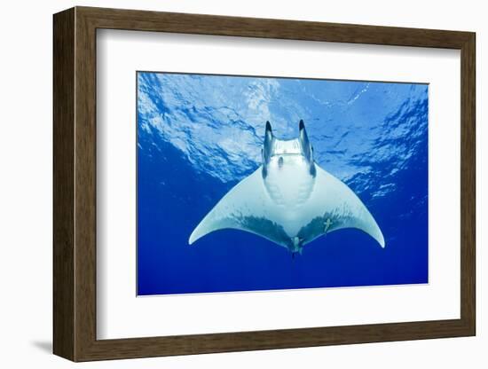 Devilray (Mobula Tarapacana) Swimming Near the Surface with Remoras-Franco Banfi-Framed Photographic Print