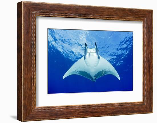 Devilray (Mobula Tarapacana) Swimming Near the Surface with Remoras-Franco Banfi-Framed Photographic Print