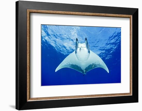 Devilray (Mobula Tarapacana) Swimming Near the Surface with Remoras-Franco Banfi-Framed Photographic Print