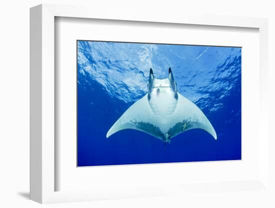 Devilray (Mobula Tarapacana) Swimming Near the Surface with Remoras-Franco Banfi-Framed Photographic Print