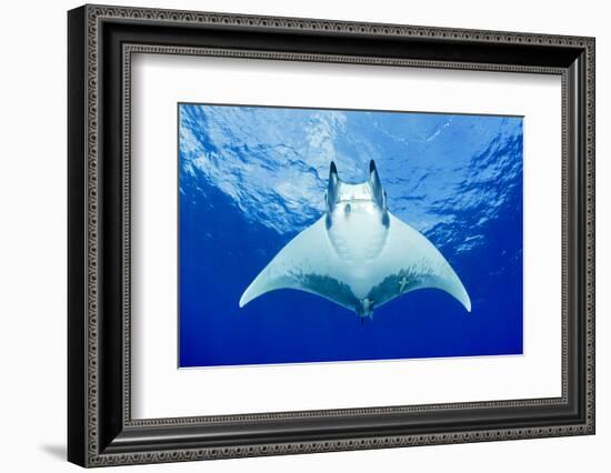 Devilray (Mobula Tarapacana) Swimming Near the Surface with Remoras-Franco Banfi-Framed Photographic Print