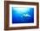 Devilrays (Mobula Tarapacana) Large Group at the Surface-Franco Banfi-Framed Photographic Print