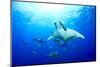 Devilrays (Mobula Tarapacana) Large Group at the Surface-Franco Banfi-Mounted Photographic Print