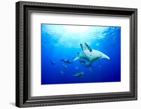 Devilrays (Mobula Tarapacana) Large Group at the Surface-Franco Banfi-Framed Photographic Print