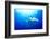 Devilrays (Mobula Tarapacana) Large Group at the Surface-Franco Banfi-Framed Photographic Print