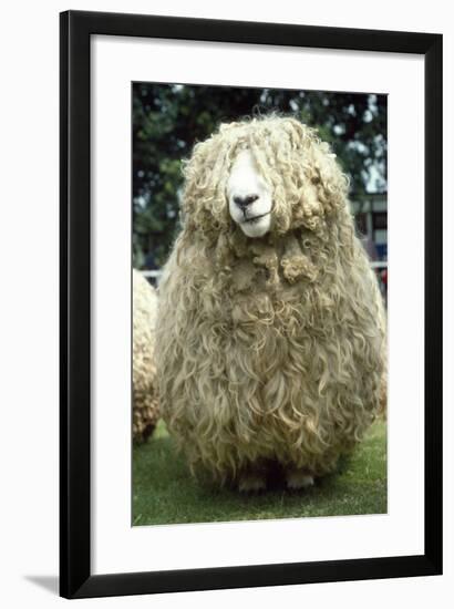 Devon and Cornwall Longwool Sheep-null-Framed Photographic Print