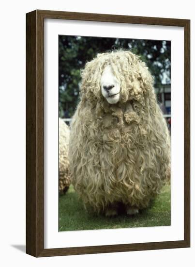 Devon and Cornwall Longwool Sheep-null-Framed Photographic Print