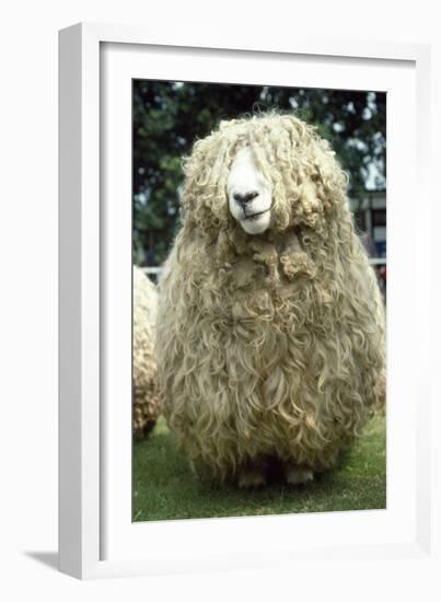 Devon and Cornwall Longwool Sheep-null-Framed Photographic Print