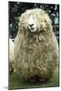 Devon and Cornwall Longwool Sheep-null-Mounted Photographic Print
