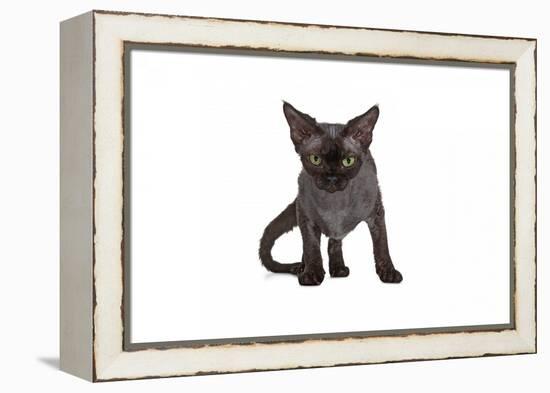 Devon Rex Cat-Fabio Petroni-Framed Premier Image Canvas