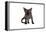 Devon Rex Cat-Fabio Petroni-Framed Premier Image Canvas