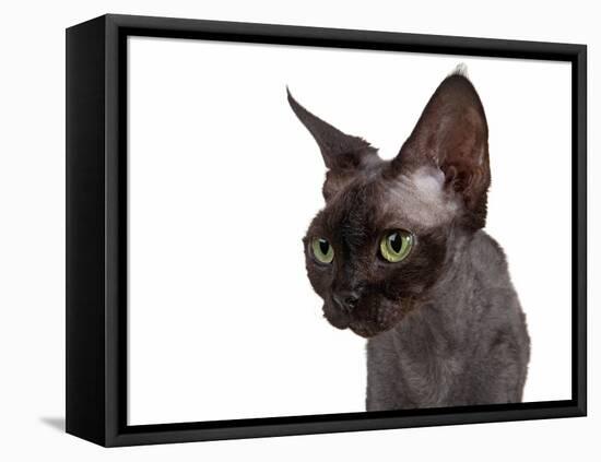 Devon Rex Cat-Fabio Petroni-Framed Premier Image Canvas