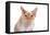 Devon Rex Cat-Fabio Petroni-Framed Premier Image Canvas