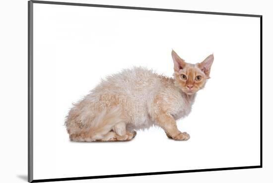 Devon Rex Cat-Fabio Petroni-Mounted Photographic Print