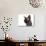 Devon Rex Cat-Fabio Petroni-Photographic Print displayed on a wall
